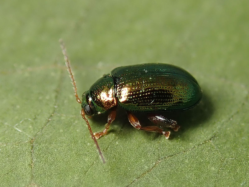 Chrysomelidae: Crepidodera aurea? Sì.